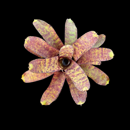 Neoregelia Tunisia
