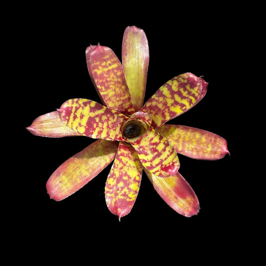 Neoregelia Tweedledee X Babe