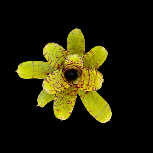 Neoregelia Wee Willy