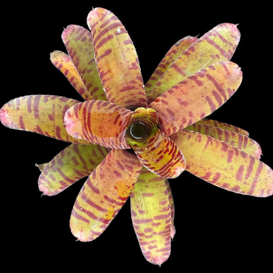 Neoregelia Bam