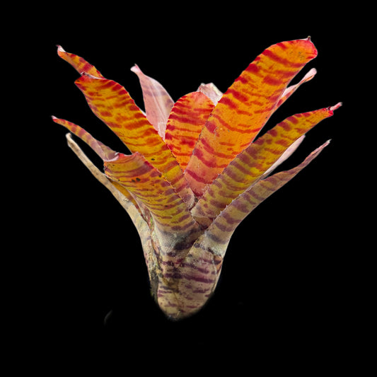 Neoregelia Bam