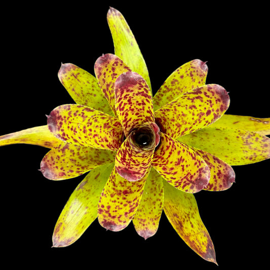 Neoregelia Cheers