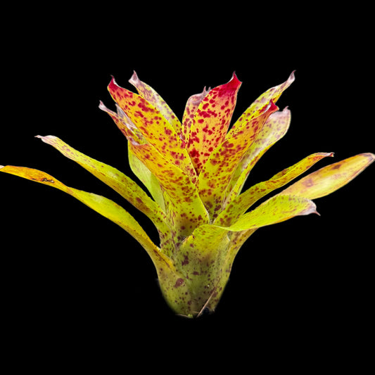Neoregelia Cheers