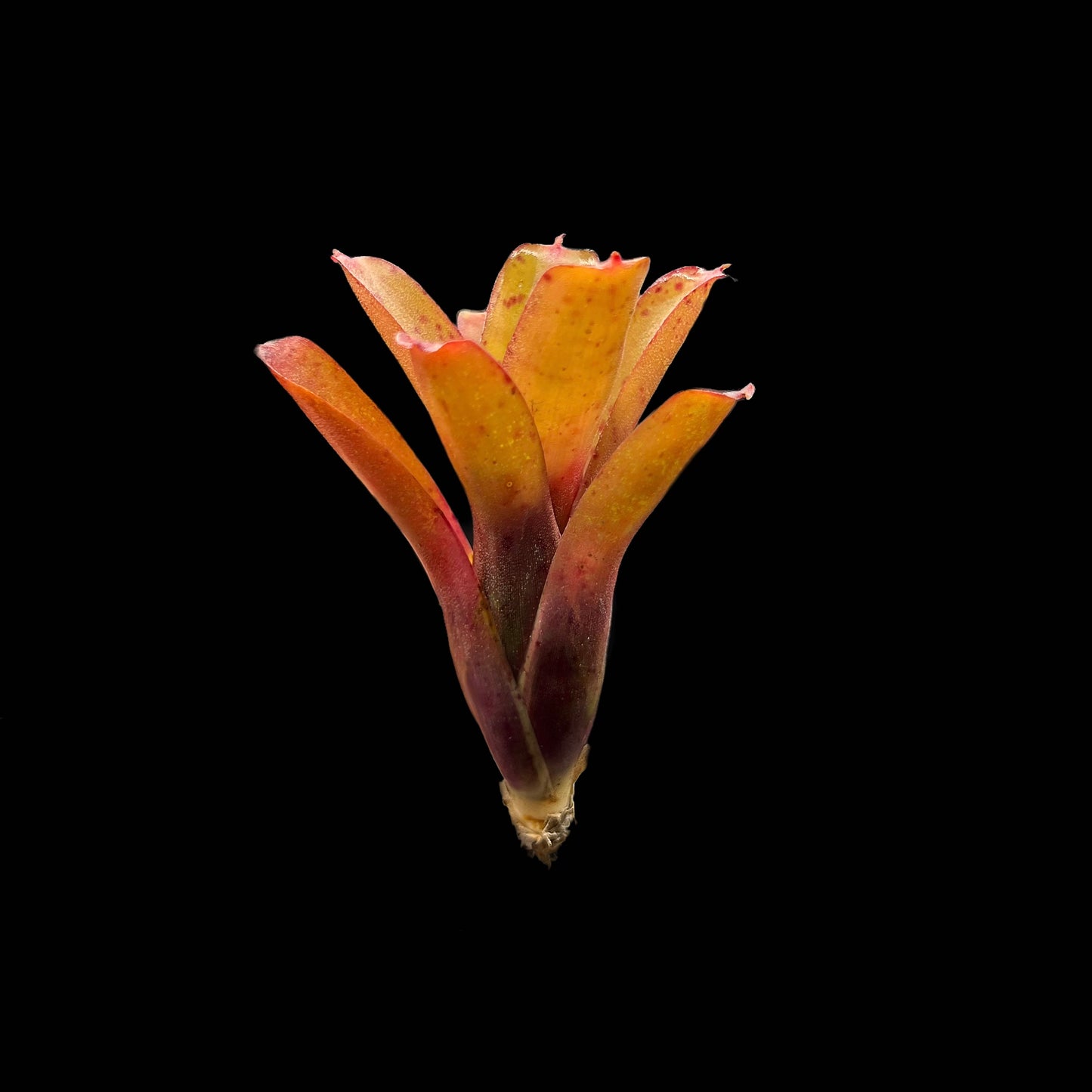 Micro Bromeliad Pack