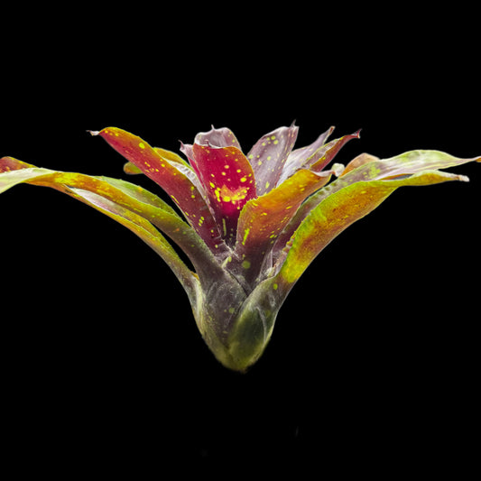 Neoregelia Domino