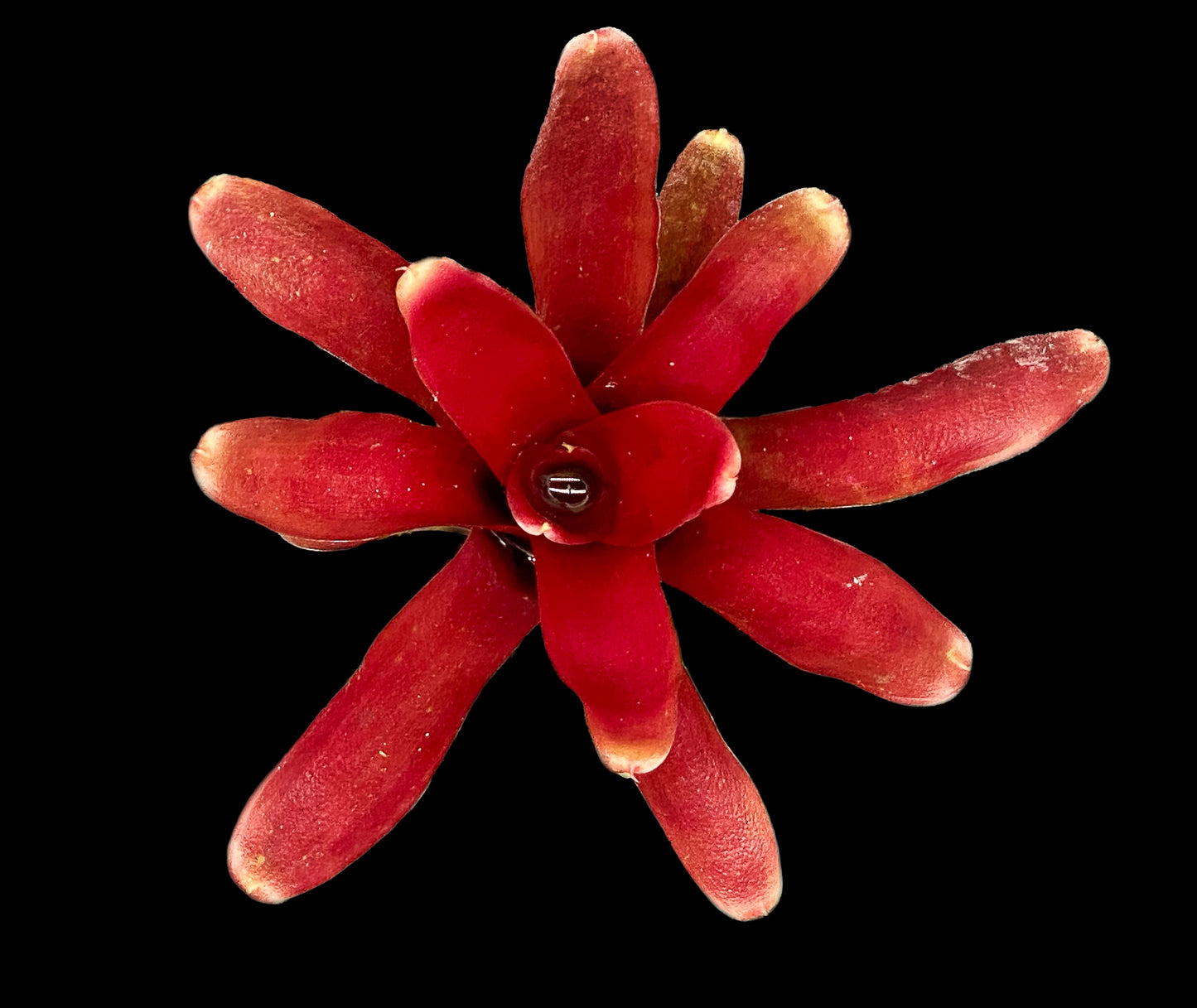 Wild Tiger, Donger & Fireball Pack
