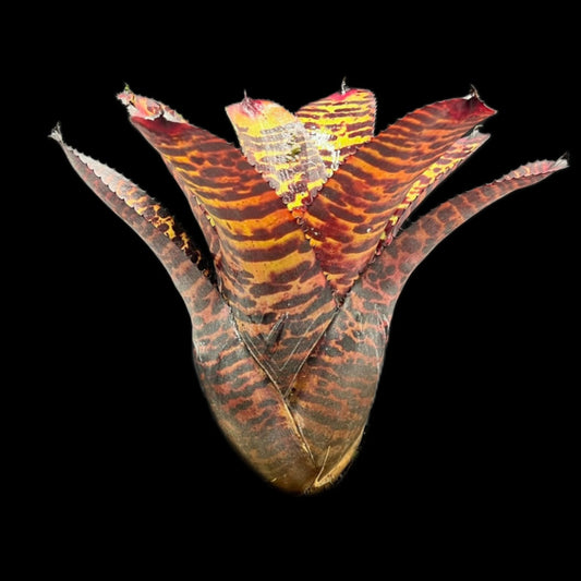 Neoregelia Hannibal Lecter
