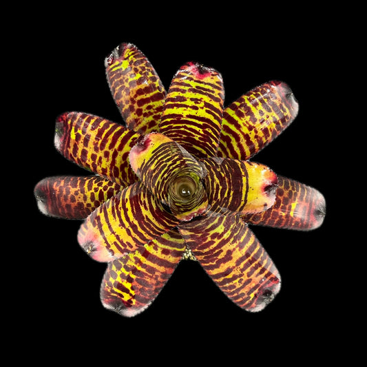 Neoregelia Hannibal Lecter