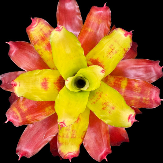 Neoregelia Hawaii