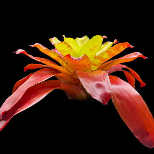 Neoregelia Hawaii