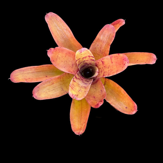 Neoregelia Life Force