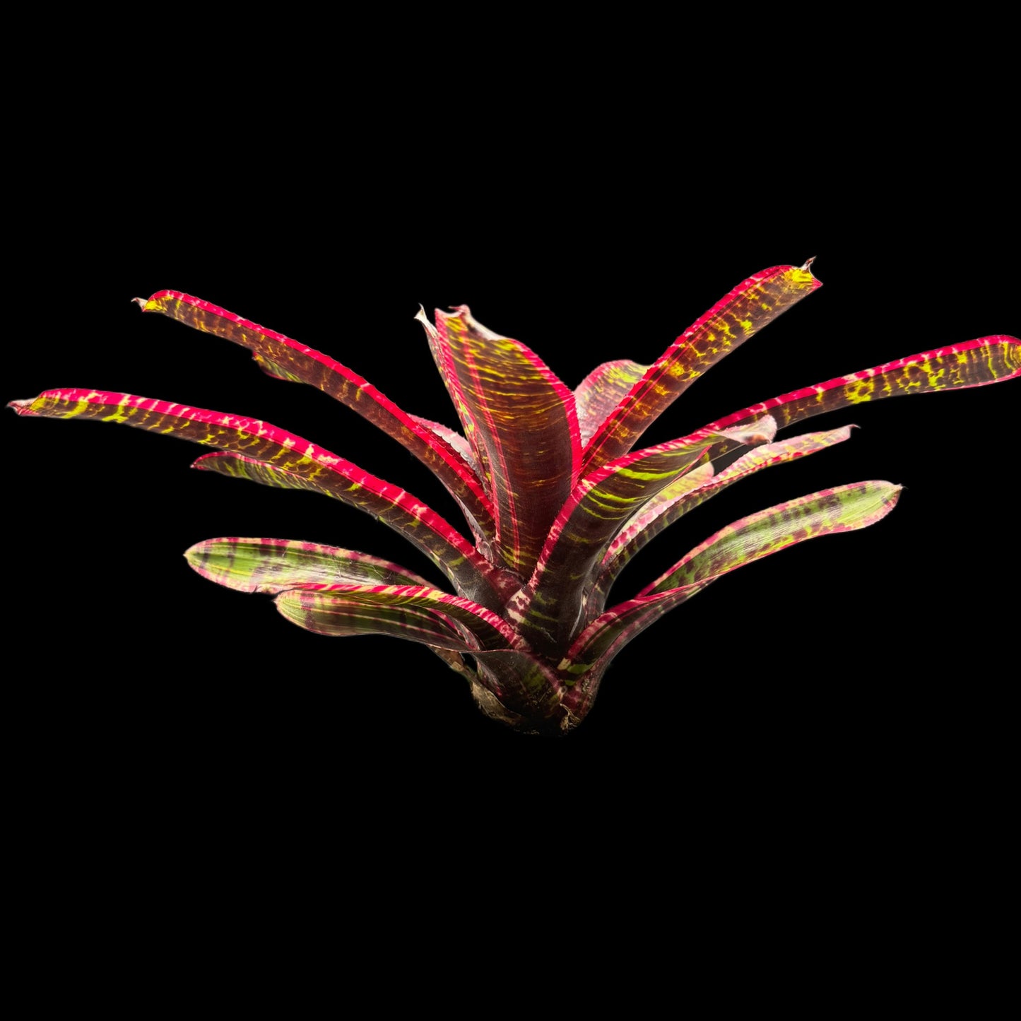 Neoregelia Lucifer