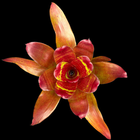 Neoregelia Maestra Vida