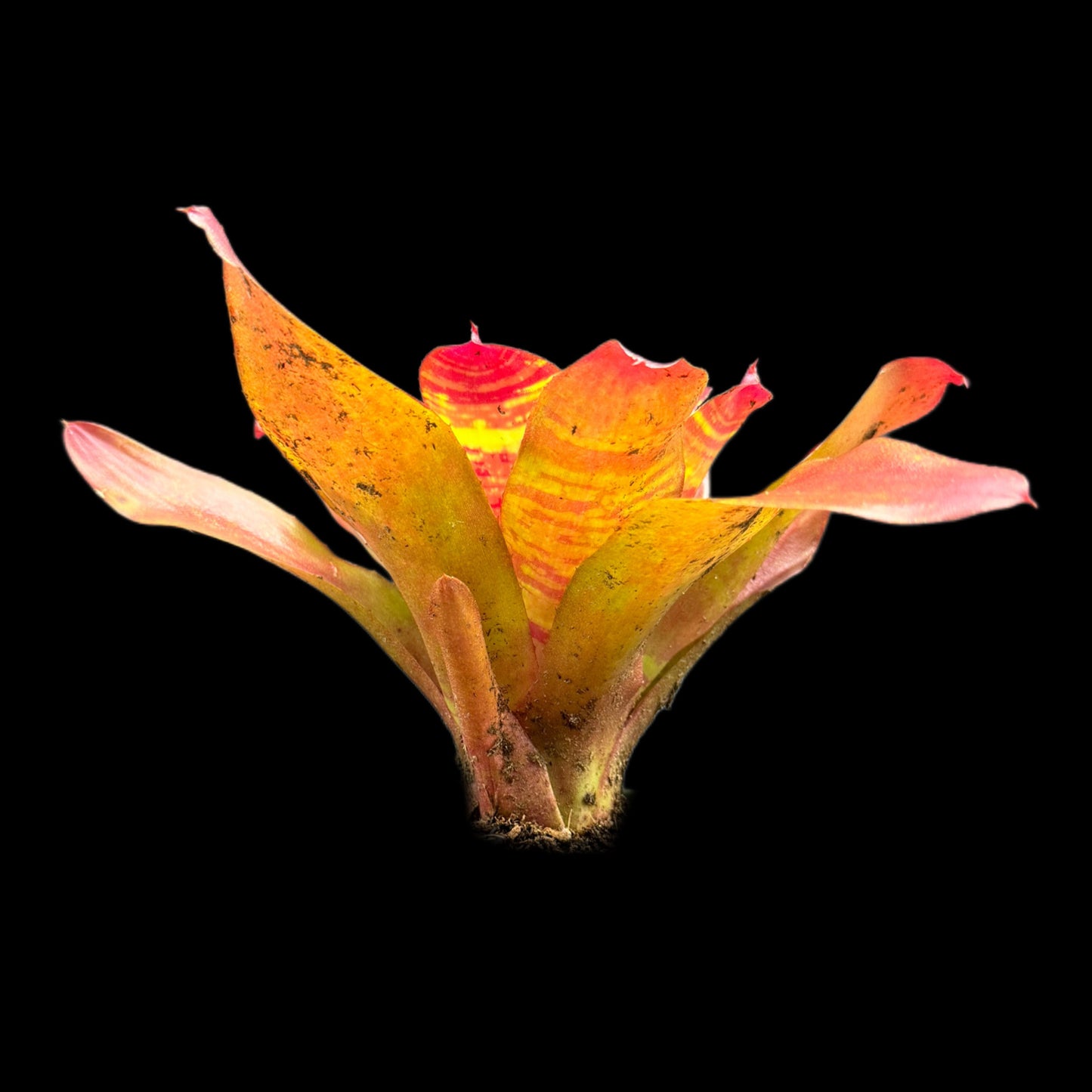 Neoregelia Maestra Vida
