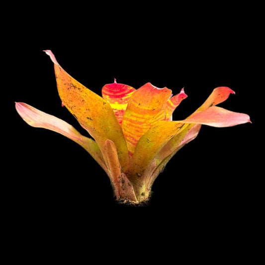 Neoregelia Maestra Vida