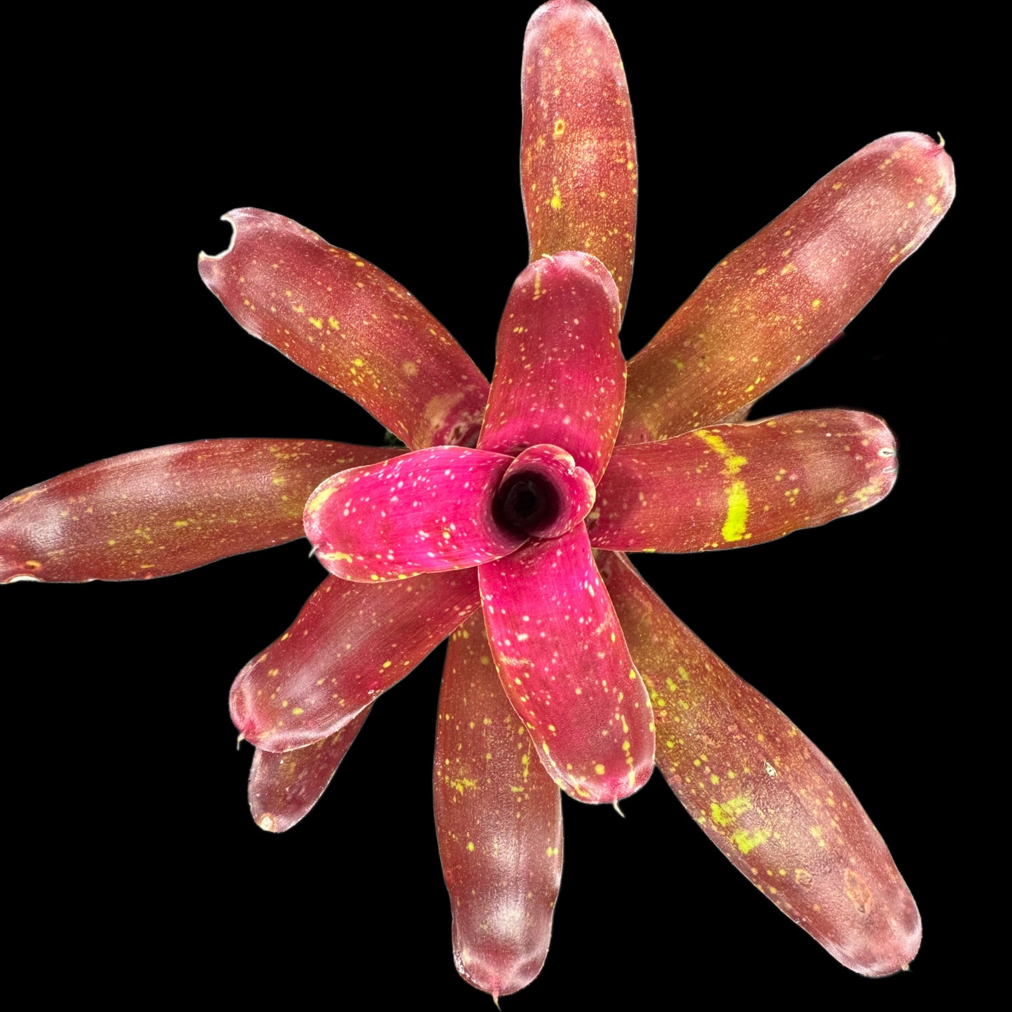 Neoregelia Ruby Throat