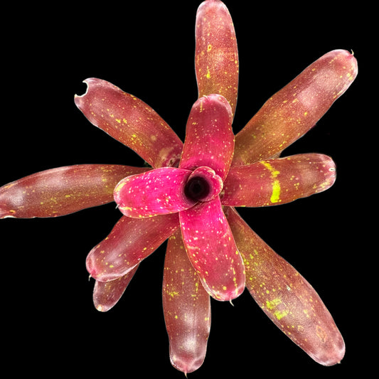 Neoregelia Ruby Throat