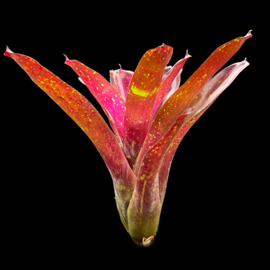 Neoregelia Ruby Throat