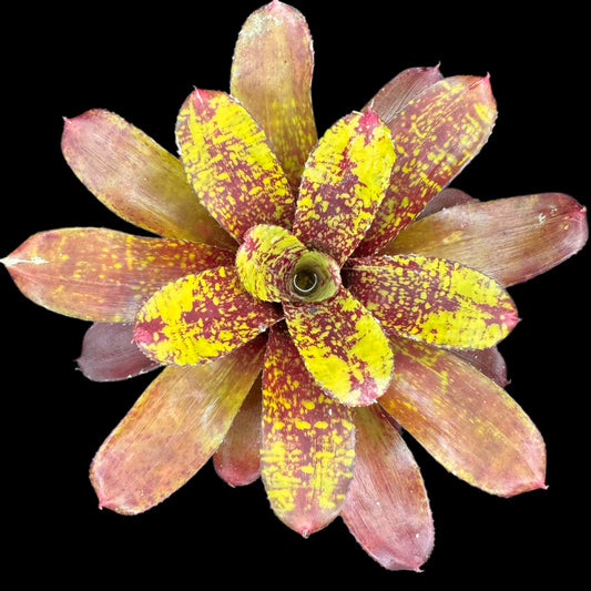 Neoregelia Turmoil