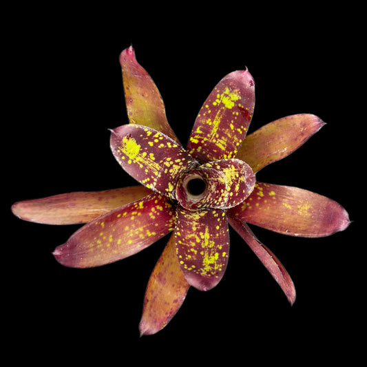 Neoregelia Wicked