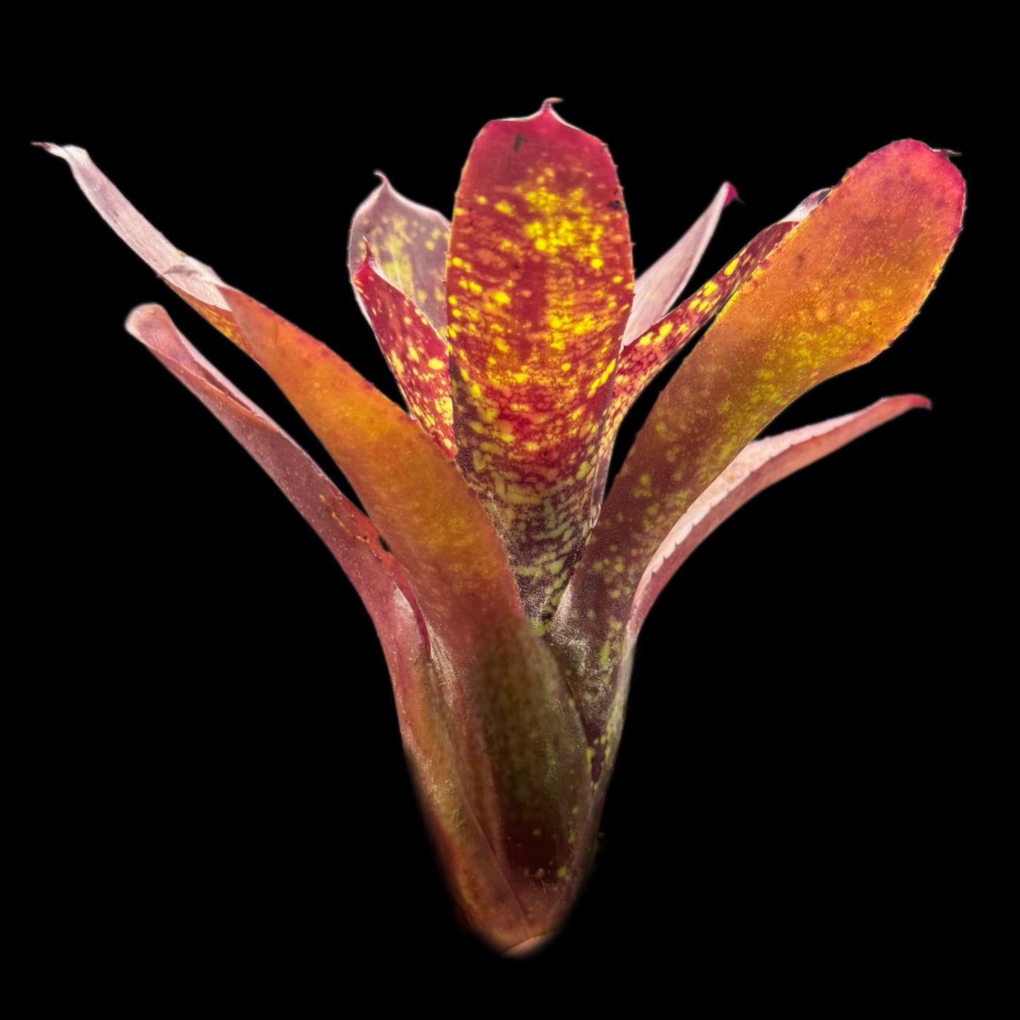 Neoregelia Wicked