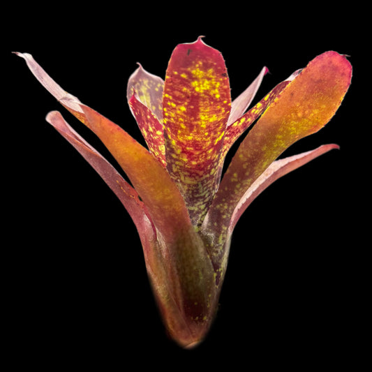 Neoregelia Wicked