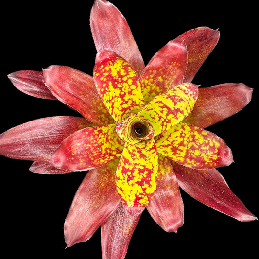 Neoregelia Winnie the Pooh