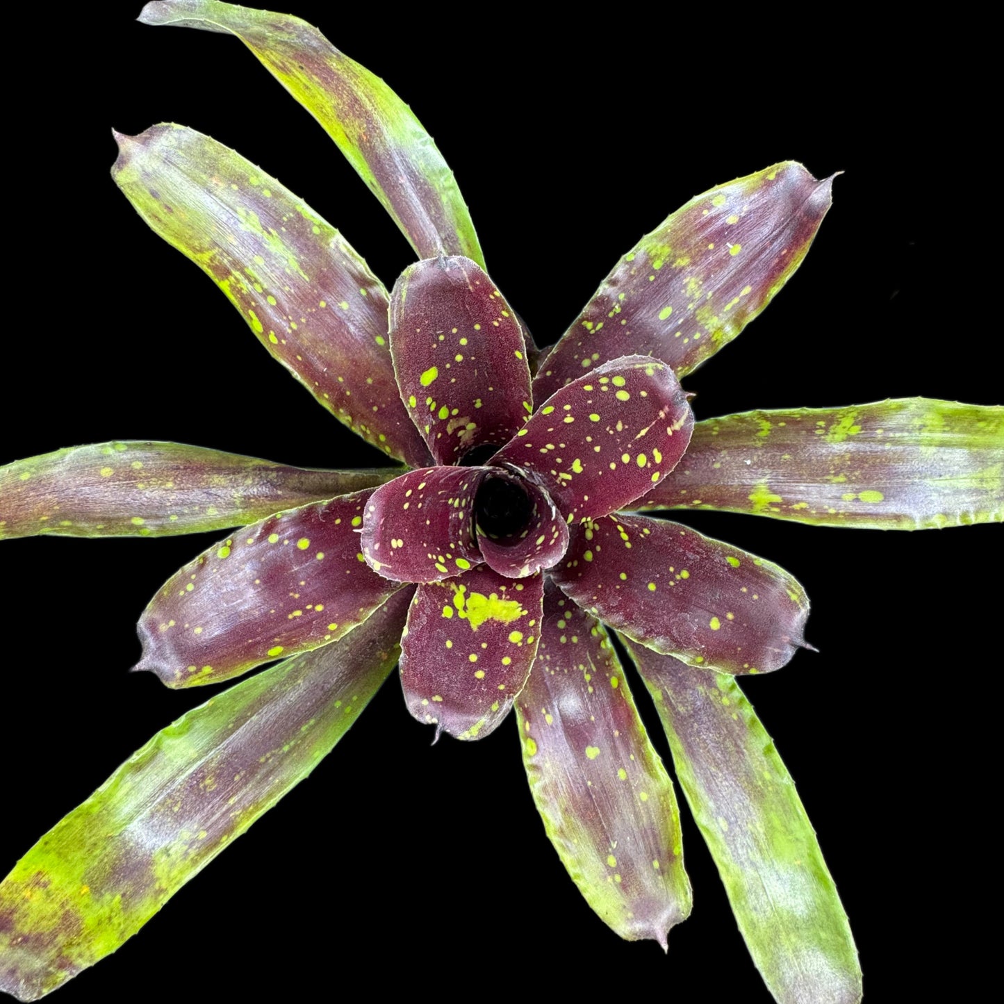 Neoregelia Domino