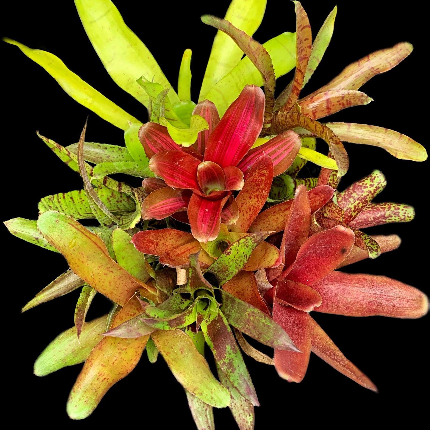 Offset Bromeliad Package *Grower's Choice*