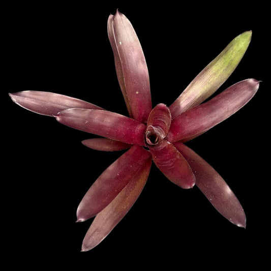 Neoregelia Pauciflora x Granada
