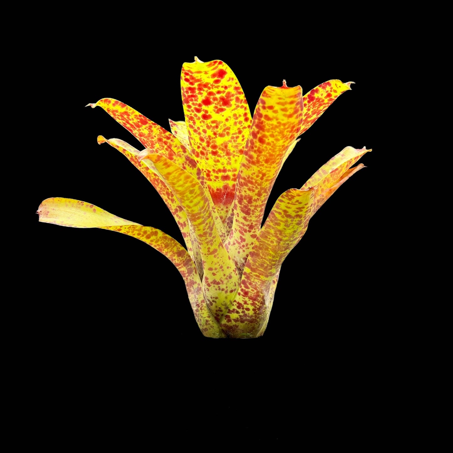 Neoregelia Guttata