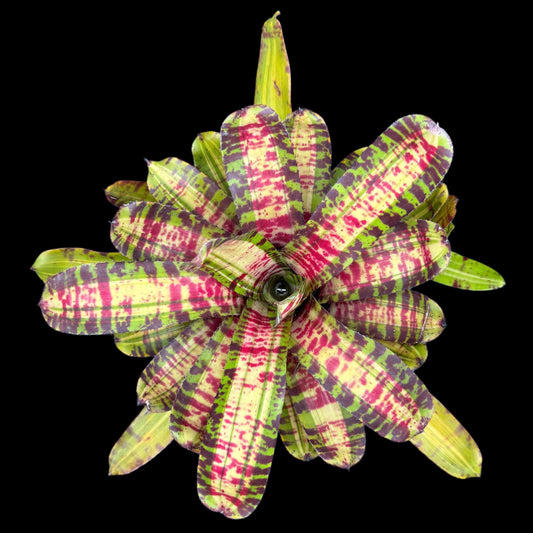 Neoregelia Crazy Rabbit