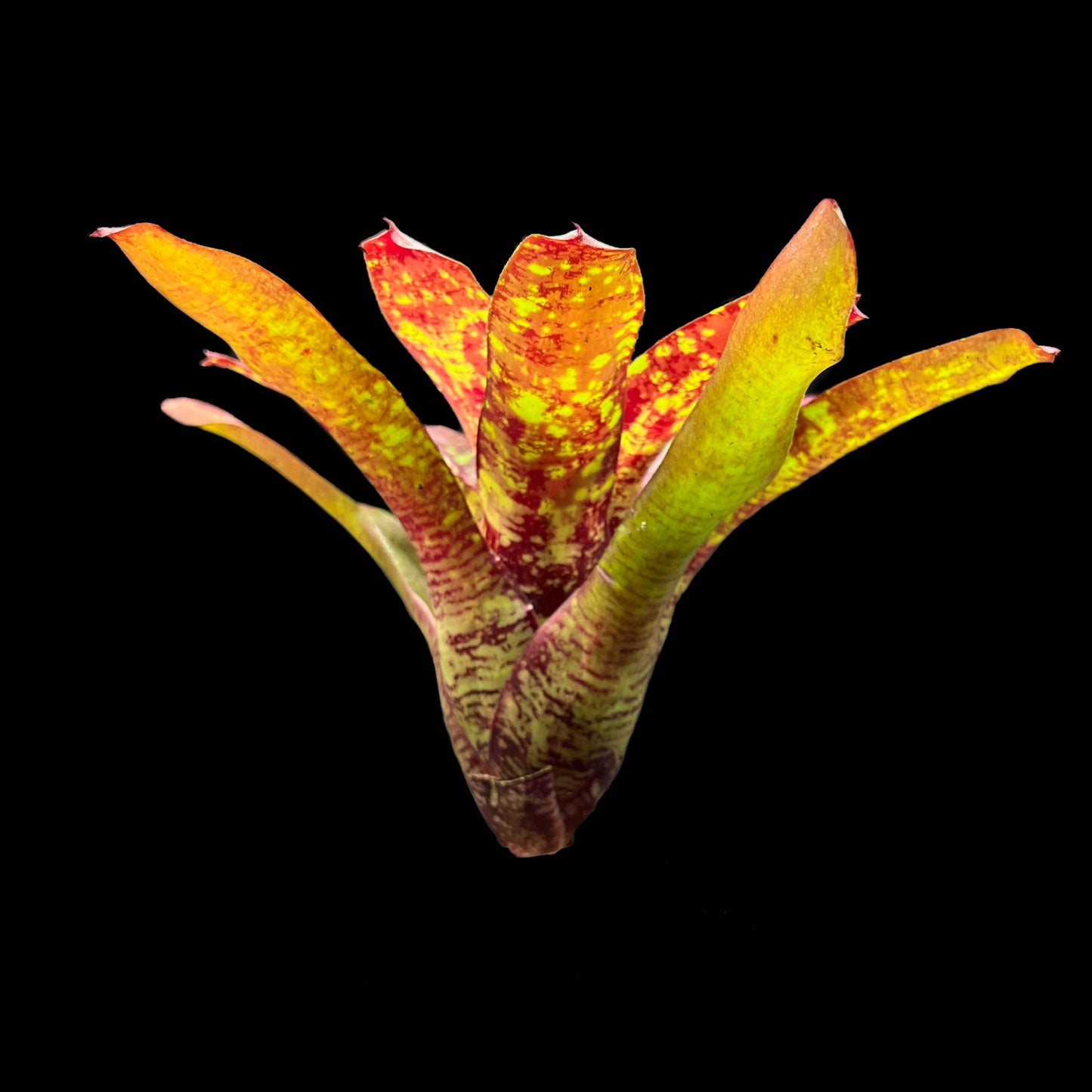 Neoregelia Aztec Fireball