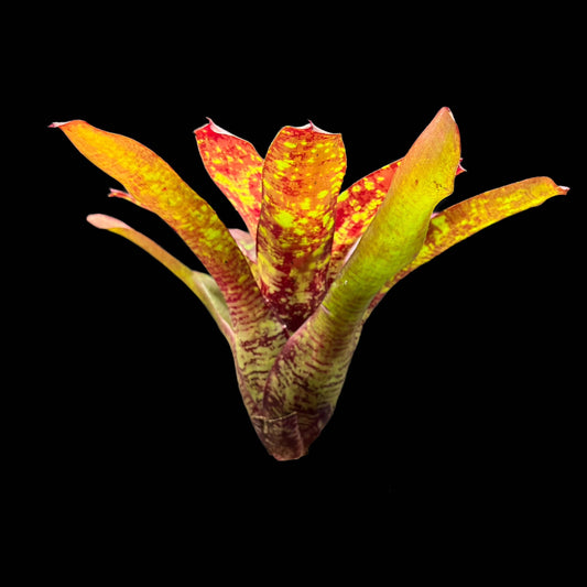Neoregelia Aztec Fireball