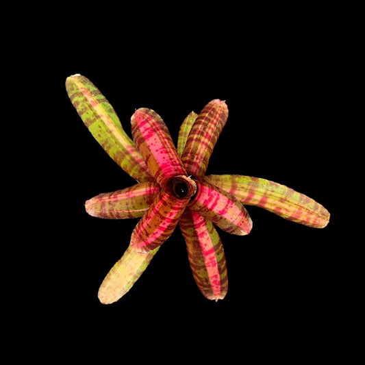 Neoregelia Hot Embers