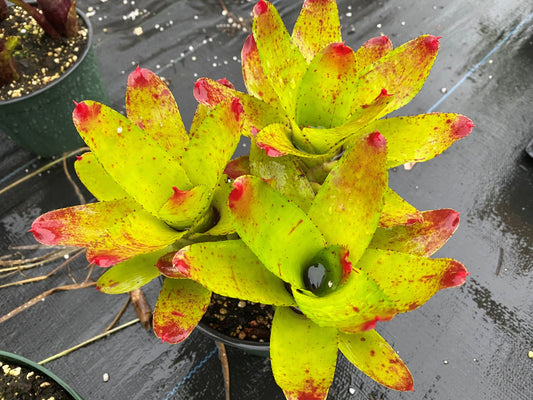 Neoregelia Indecora
