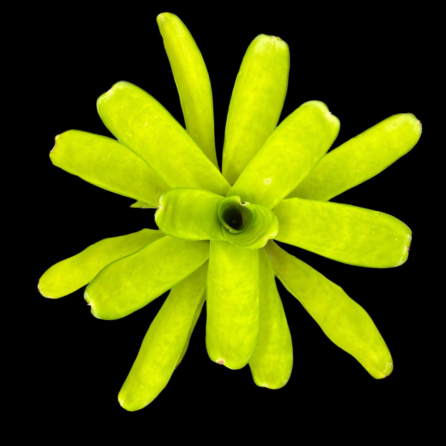 Neoregelia Compacta