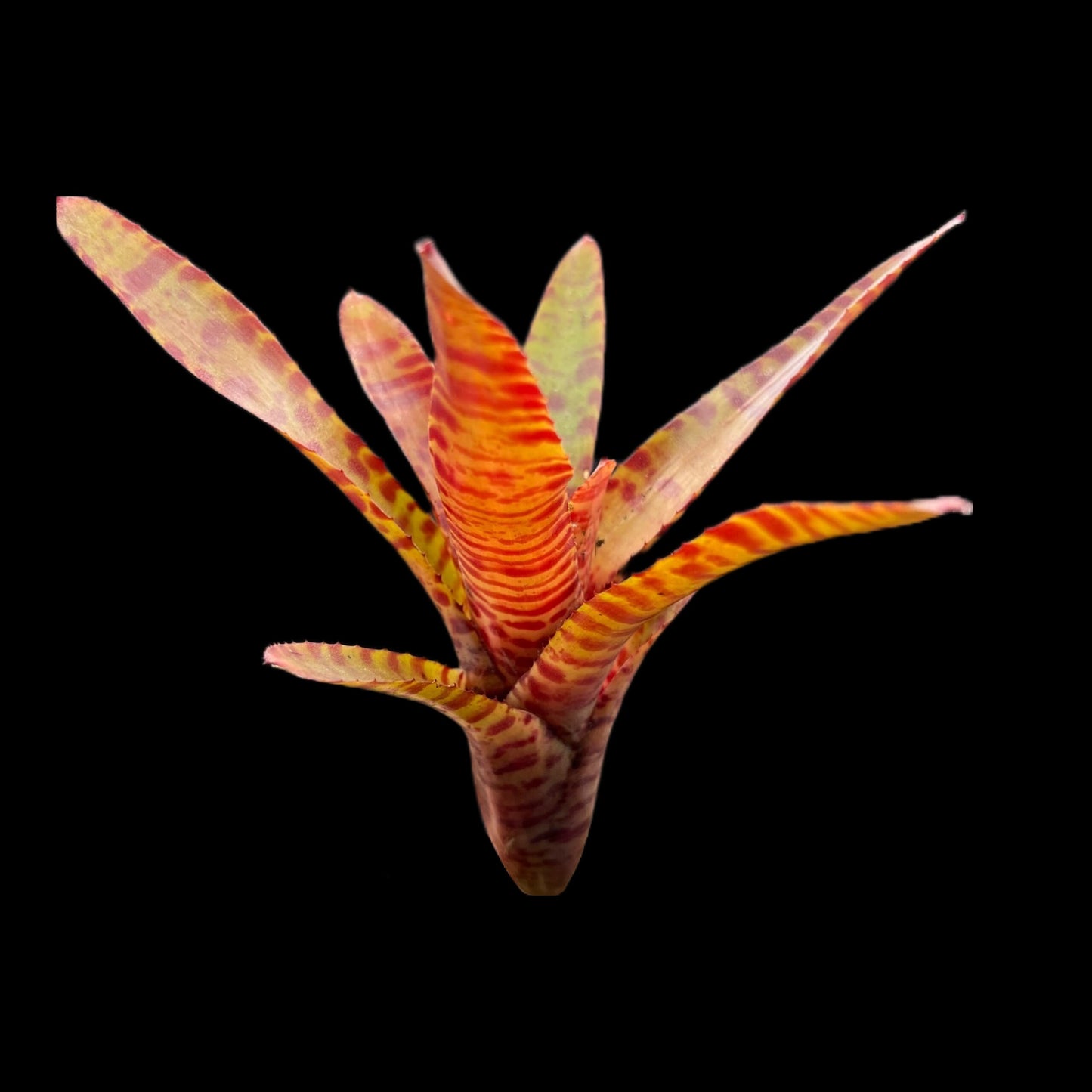 Neoregelia Bam