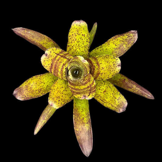 Neoregelia Shamrock