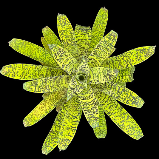 Vriesea Batik