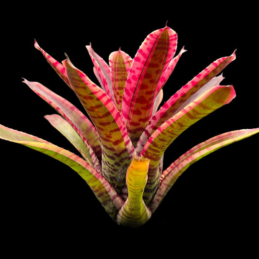 Neoregelia Blushing Zebra