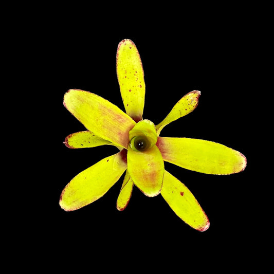 Neoregelia Greenball