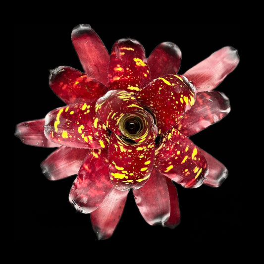 Neoregelia Green Eyes