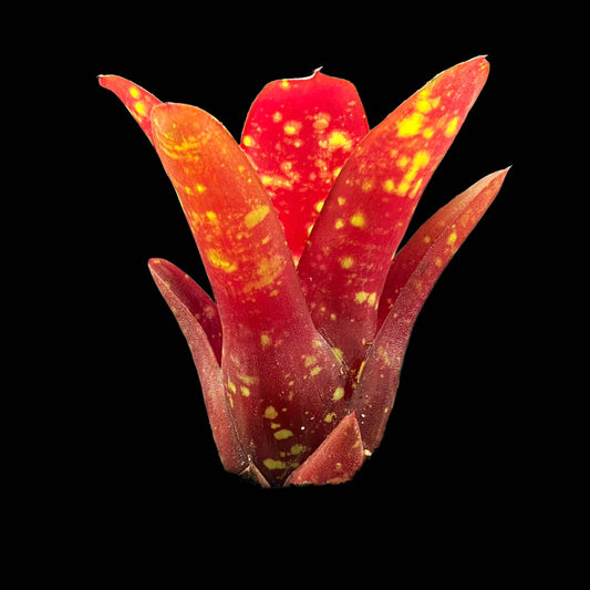 Neoregelia Royal Burgundy x Fireball