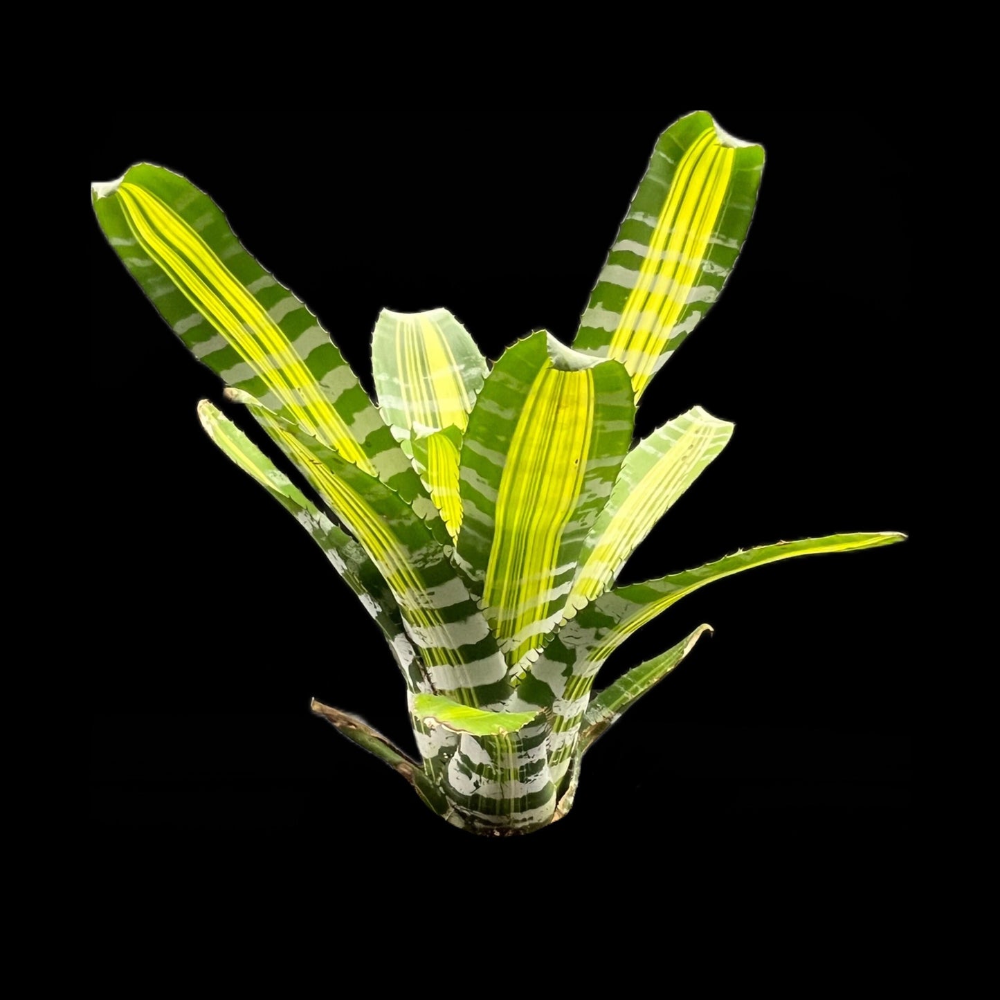 Aechmea Chantinii Samurai
