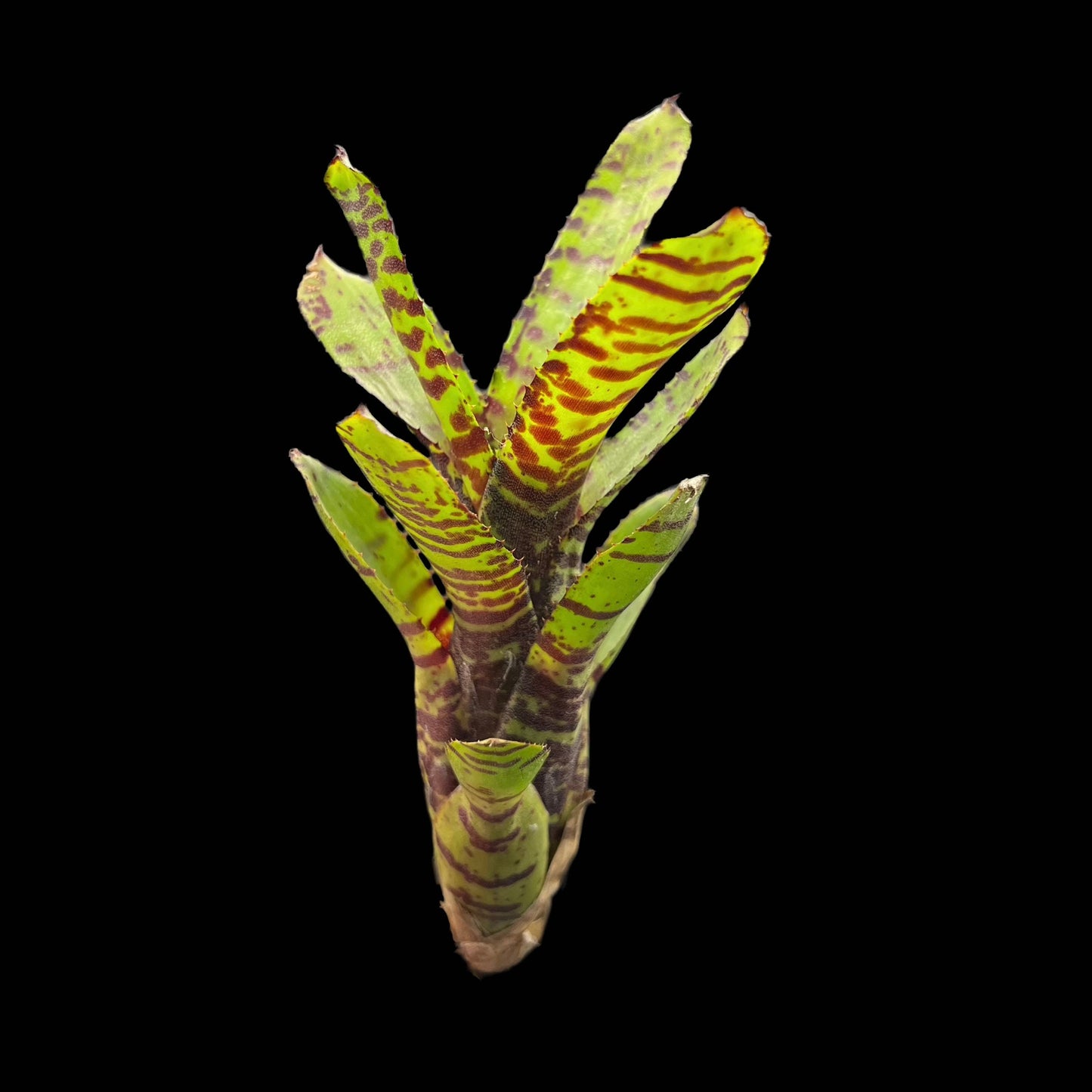 Neoregelia Tid Bit