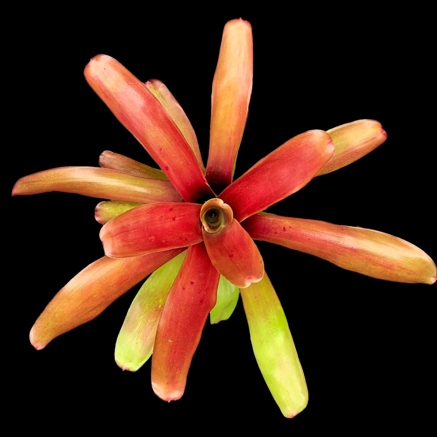 Neoregelia Super Fireball