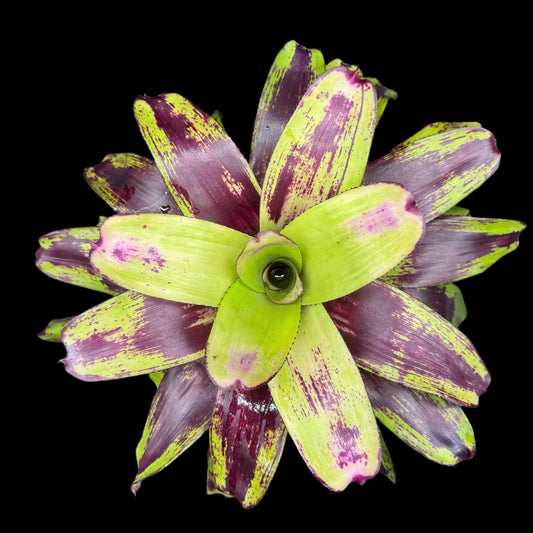 Neoregelia Painted Delight