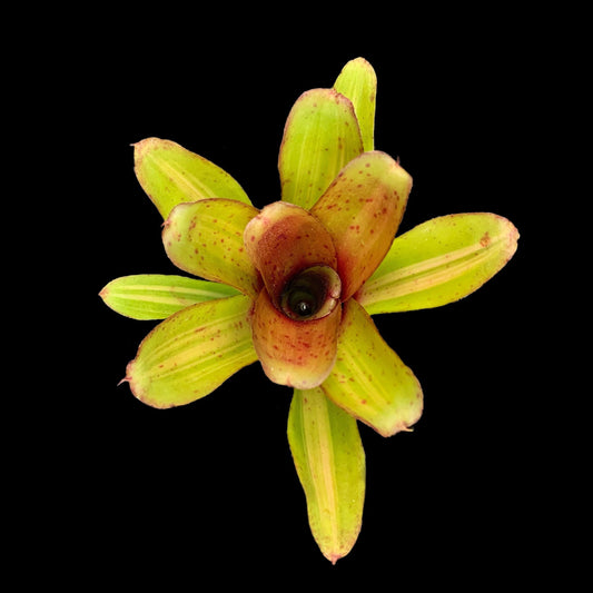 Neoregelia Chiquita Mia
