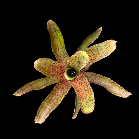 Neoregelia Bob Read